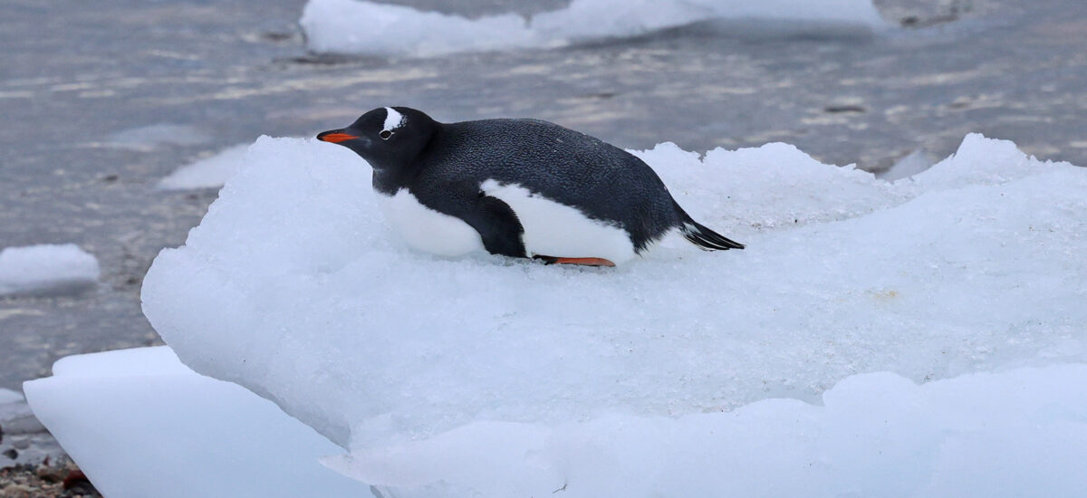 Antarctica 2026