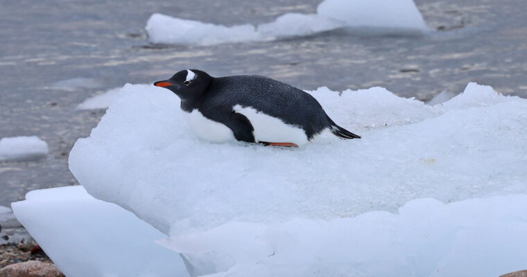 Antarctica 2026